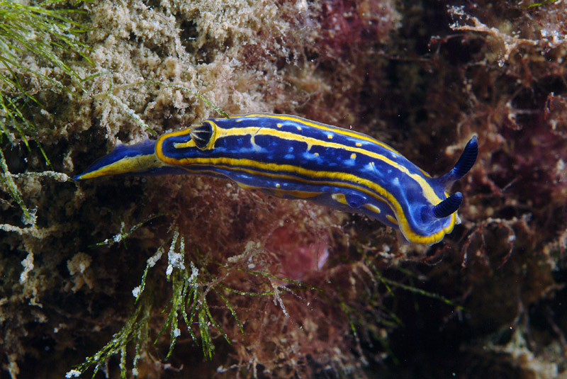 Hypselodoris tricolor